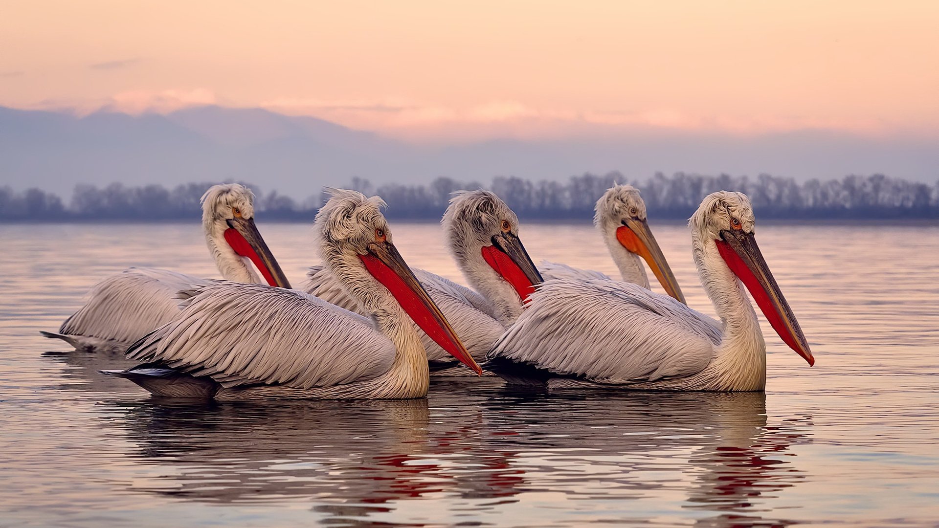 冰壶巡回赛：冷静裁判的策略对决，冰壶裁判法