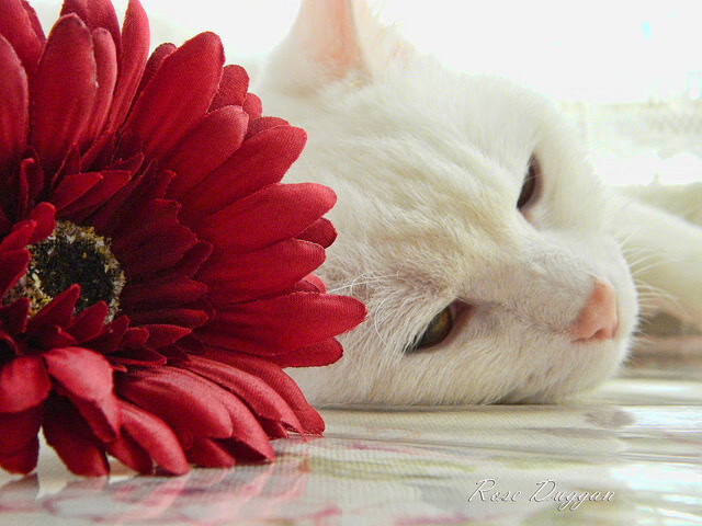 冯唐式：写实明星成长的NBA故事，冯唐名人名言