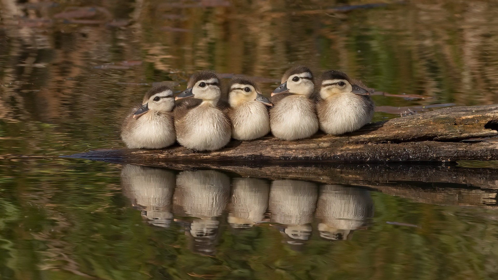 kaiyun网站-_篮网队攻势如潮，终结比赛获胜_，篮网队战况